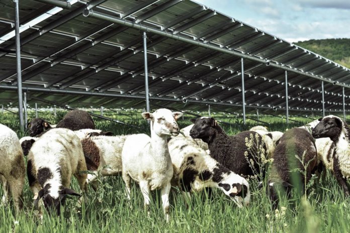 solar grazing