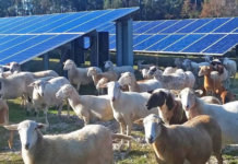 solar sheep