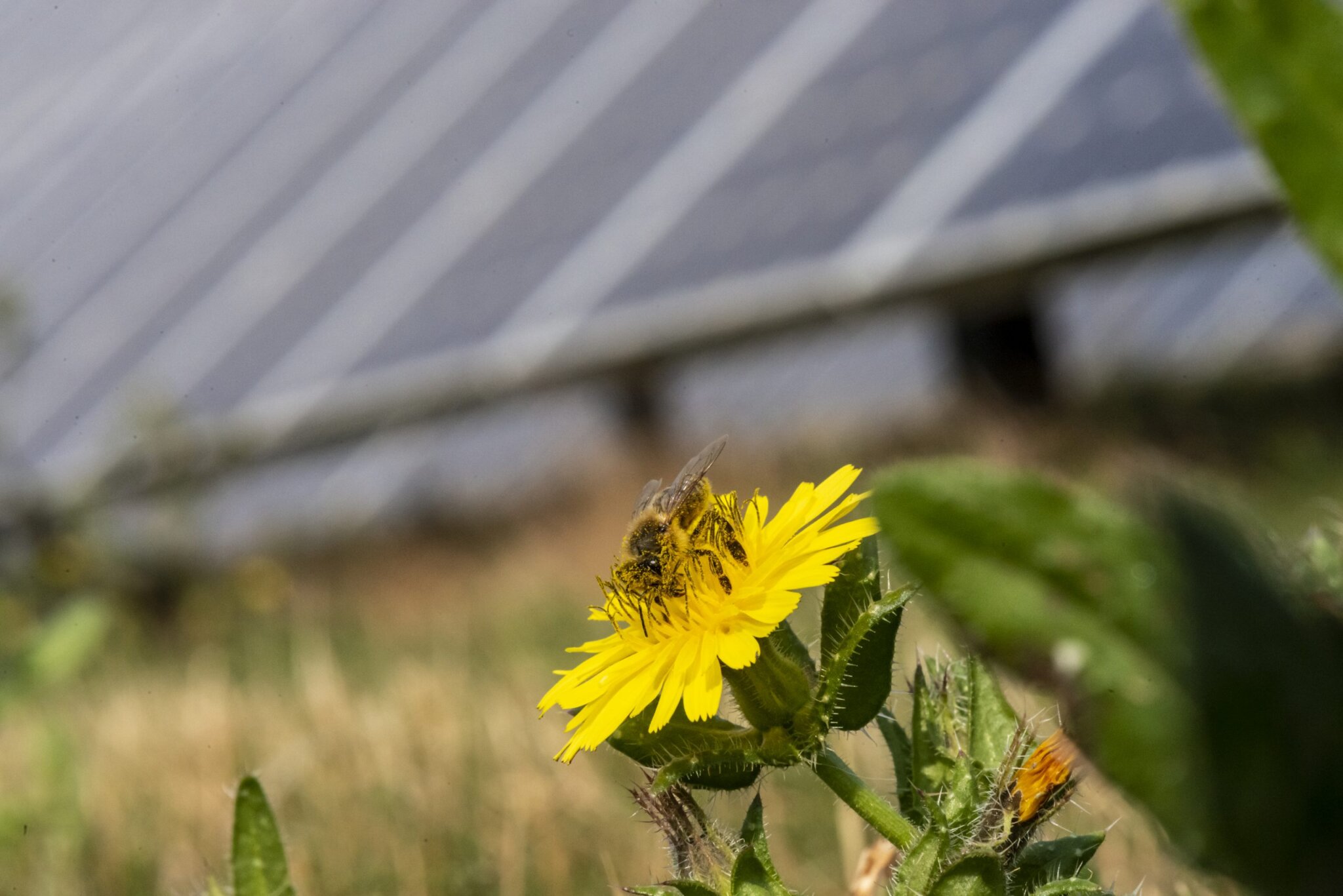 Lightsource bp Starts Construction on PollinatorFriendly Indiana Solar